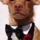 Pet Wedding Ruffled Tuxedo Bandanna and Rhinestone Shirt Cuff Set for a Cat or a Dog