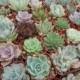 Reserved For Jaclyn, 50 Succulents For A Wedding, DEPOSIT, Ship May 24