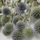 Dried Globe Thistle -- set of 12  -- Preserved  --  8" long
