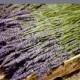 400 Stems of French Lavender