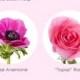 Our Favorite: Bright Pink Flowers - Flower Muse Blog