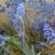 Blue Salvia, Dry Flowers, Stems, Flower Stems, Wedding, Bouquet, Wreath Making, Supplies, Crafts, Floral, Blue Flowers, Table Decor, Wreath