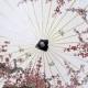 Cherry Blossom And Birds 33 Inch Paper Parasol 