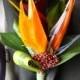 Boutonniere Of A Bird Of Paradise