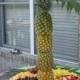 How To Make A Pineapple Palm Tree For A Serving Tray