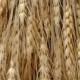 10 BUNCHES Dried Natural Wheat Stem Bundles/Bunches - Perfect for weddings