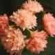 1.50 Each, 24 Long Stem PINK Crepe Paper Peonies, Piney Roses, Paper Flowers, Wedding, Party Decoration, Paper Poms, Pink, Poms, Photo props