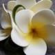 Tropical Wedding Frangipani Hair Clip or Brooch in choice of Yellow or Pink