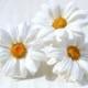 Daisy white Hair Pin  - Flower hair accessories - Chamomile - Rustic Hair pins- Flower hair pin