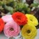 Ranunculus Flowers- Paper Ranunculus-Ranunculus Wedding Bouquet - Crepe Paper Ranunculus- Buttercups