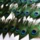 Discount  Peacock eye feathers for Wedding feather boutonnieres  invitation Party Event Decoration DIY scrapbook or hairpiece