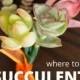 Where To Buy Succulents For Your Wedding