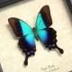 Wedding Gift Real Framed Rare Blue Glosswing Papilio Pericles Butterfly 8028