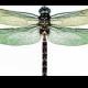 5 x 3D Dragonflies - DAINTREE GREEN - Rainforest, Wall Decor, Art, Gift, Wedding, Decoration, Invitation, Card, Table, Pew, Cake, Dress