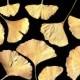 REAL PRESSED GINGKO Leaves Hand Painted Golden - Perfect for Weddings, Decorations, Art & Craft Projects, Holidays, Cards, ScrapBooking