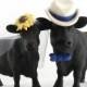 Angus Cow Cake Topper for Texas, Ranch or Country Western Wedding