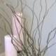12 - 2' FT. Curly Willow Branches DIY supplies for home decor wedding decorations, floral arrangements and more