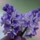 Gumpaste Lilac Cluster for Cake Decorating, gumpaste filler flowers