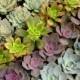 40 Beautiful Mixed Rosette Succulents