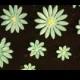 36 edible daisies - Sugar flowers gum paste/fondant flowers