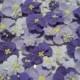Shades of purple royal icing flowers -- Ombre -- Cake decorations cupcake toppers edible (48 pieces)