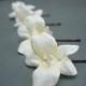 Set of 4 Beautiful Ivory Silk Dendrobium Orchid Bridal Hair Flowers Wedding