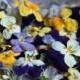 Dry Flowers, Dried Violas, Edible Flowers, Wedding, Cake Decoration, Violas, Lavender, Ivory Violas, Real, Blue, Cupcake Topper, Real, Petal