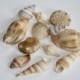 12 Colored Edible Seashells for cake decorating and beach wedding cakes. Gumpaste seashells, Shells for beach cakes, wedding cake topper