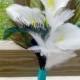 Simple calla lily bridesmaid bouquet with white and peacock feather accent