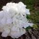 Classy Hydrangea Wedding Bouquet (Great Keepsake Item)