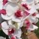 Fuchsia and White Butterfly Orchid Cascade Bouquet