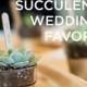 Succulent Wedding Favors - A Simple And Beautiful Favor Idea!