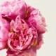 fuchsia pink peony bouquet - medium size - 8 high quality, silk peonies