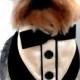 Little Dog Wedding Tuxedo Collar Formal Bandana Tuxedo Collar Pet Bandanna Formal Wear Black Tux With Tan Satin Shirt Teacup Tuxedo