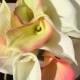 Calla lilly bouquet, elegant bouquet, simple bouqute, briadal bouquet, calla lilies wedding flowers