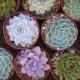 Large Succulent Cuttings, 6 Rosettes, Great Size For Your Bouquet, Wedding Decor, Centerpieces,  From 4 Inch Pots