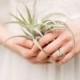 22 Original Ideas To Incorporate Airplants Into Your Wedding - Weddingomania