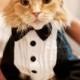 12 Best Dressed Pets At Weddings