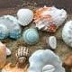 Edible Chocolate Filled Candy Sea Shells, Starfish and Sand Dollar / 20 piece box set - Featured in The New York Times