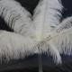 50 Piece White Ostrich Feather 10-24 inches for Wedding Centerpiece decoration