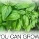 8 Healing Herbs You Can Grow