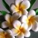 Gum Paste Hawaiian Plumeria White and Yellow