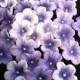 Gumpaste Blossoms Different Shades of Purple Gum paste 25 piece set