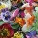 Dried Flowers, Confetti, Flower Girl, Flower Petals, Biodegradable, Wedding Decorations, Flower Girl Basket, Aisle Decorations, 4 US cups