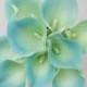 Natural Real Touch Picasso Teal Calla Lilies Flowers for Wedding Bridal Bouquet Decoration Centerpieces