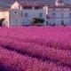 Honeymoon destination-Plateau de Valensole, Provence, France