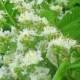 Bach Flower Remedy - White Chestnut - Pureremedies.co.uk