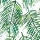 Vector Illustration Of  Green Palm Tree Leaf Seamless  Pattern Mural - RF Images