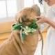 See The Cutest (Furry) Ring Bearer Who Walked Down The Aisle