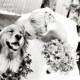 21 Adorable Wedding Pets To Make You Say "Awwww!"